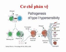 Sốc Phản Vệ Là J